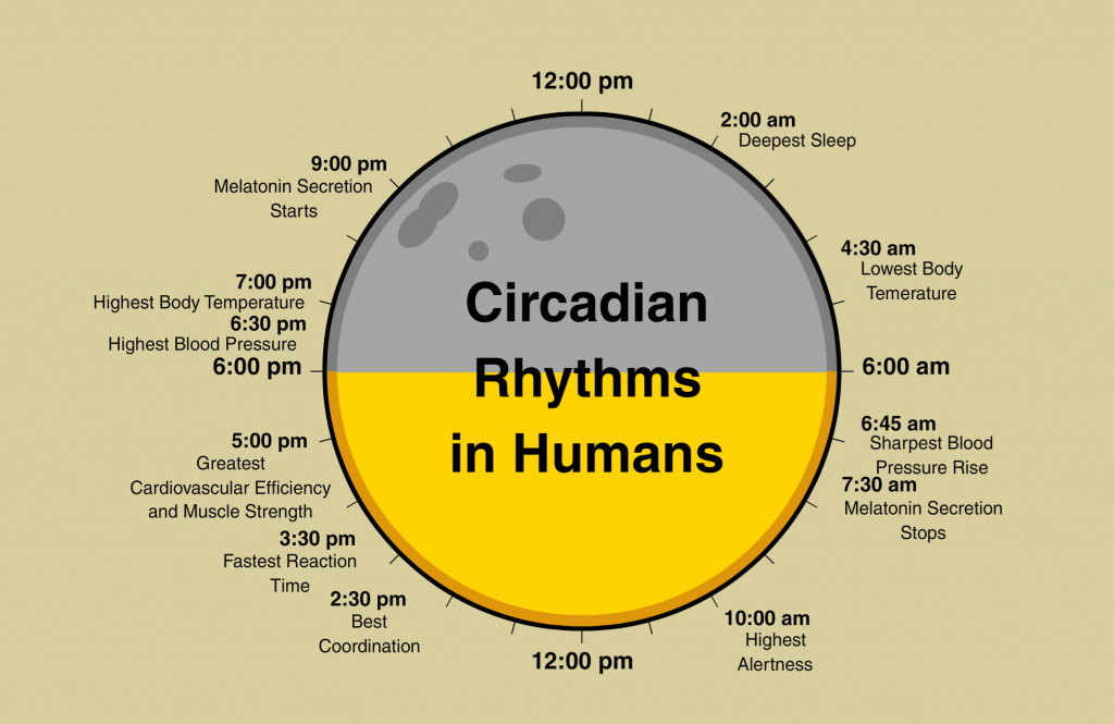 Circadian-Rythms